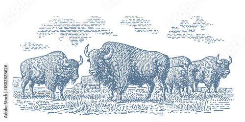 Herd of bison grazing on the prairie. Vintage woodcut engraving linocut style vector illustration.