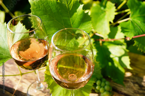 Two glasses filled with rose wine sit on wooden table among green leaves and grapevines. Enjoying refreshing rose wine surrounded by lush green grapevines on sunny day. Wine tasting in vineyard.