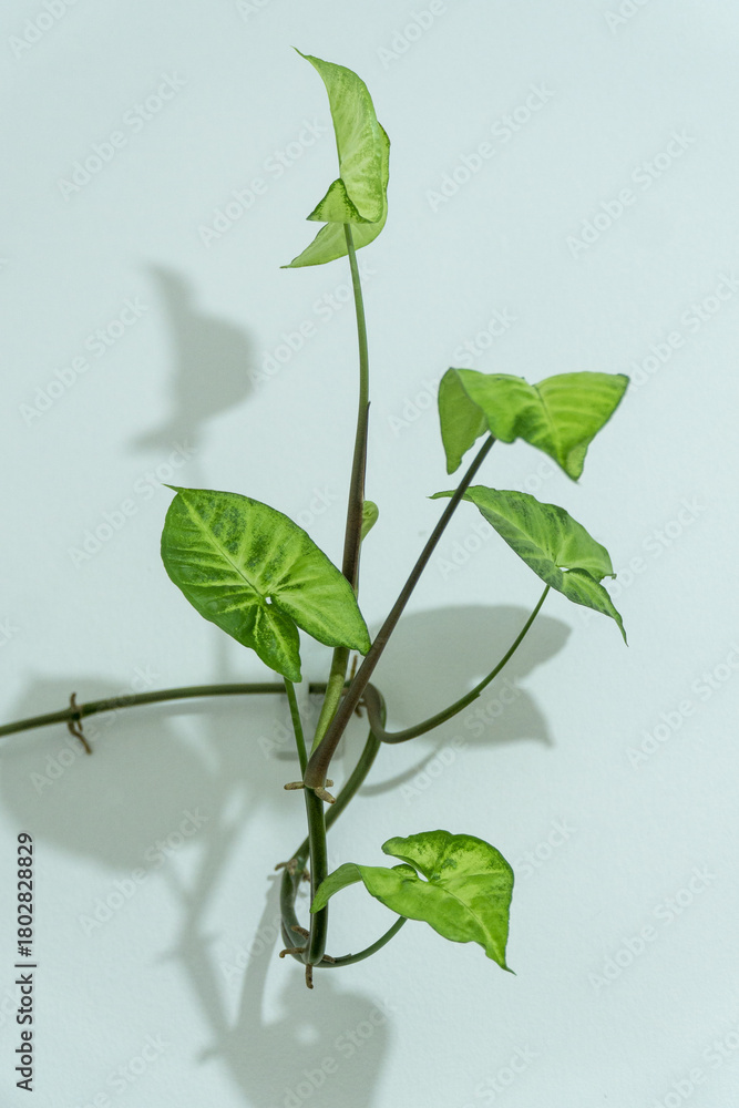 Obraz premium Arrowhead plant (Syngonium) vine climbing a simple white wall, showing variegated green and cream leaves. Minimalist indoor decor.