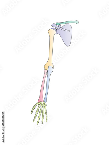 Human Arm Anatomy Science Design. Vector Illustration.