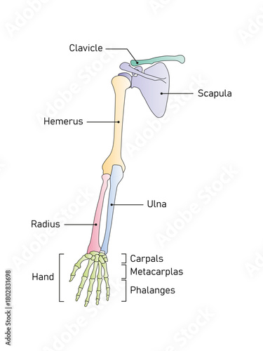 Human Arm Anatomy Science Design. Vector Illustration.