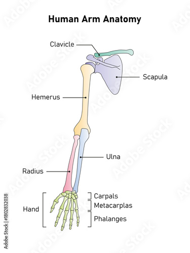 Human Arm Anatomy Science Design. Vector Illustration.
