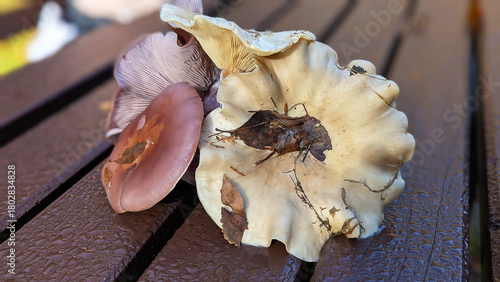 Autumn Forest Wild Mushrooms Displayed on Wet Wooden Bench