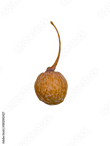 Фотография A single ripe ginkgo biloba seed,  fruit isolated on a clean white background, s