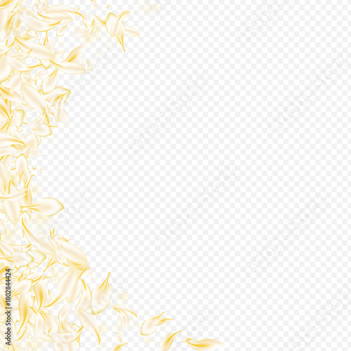 Yellow_petals_transparent_background_307.eps