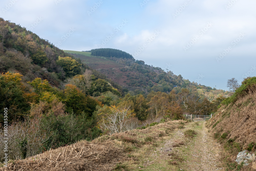 Obraz premium Photo of the autumn colours at Glenthorne in Exmoor National Park