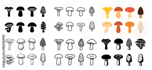 Variety of black and white mushrooms