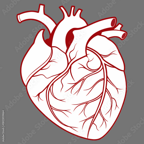 Minimalist vector illustration of a human heart in red. The design highlights key anatomical features like arteries and veins with clean lines.