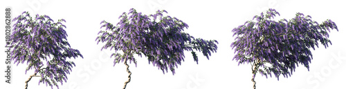 Set of Petrea volubilis (purple wreath, queen's wreath or sandpaper vine) blossoming frontal isolated png on a transparent background perfectly cutout