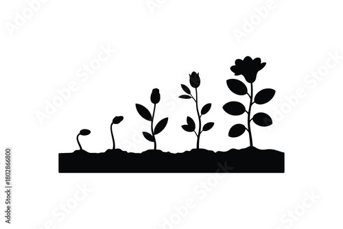 Flower growth stages silhouette vector illustration on clean background