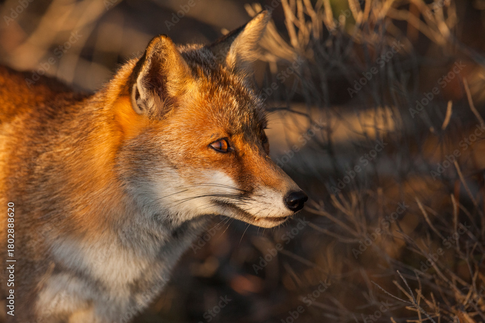 Fototapeta premium red fox vulpes