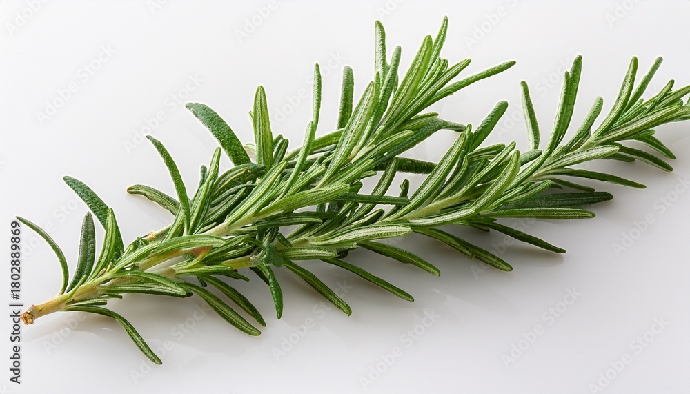 Fototapeta premium Isolated Rosemary Sprig A Fragrant Herb For Culinary Dishes And Essential Oils Simple Ingredient