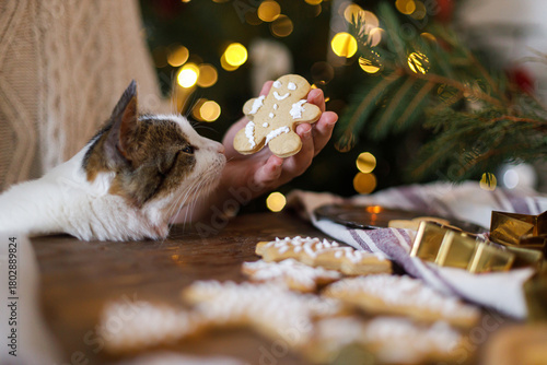 Woman with cute cat making gingerbread christmas cookies together. Sweet cat looking at hands with gingerbread man cookie with icing against christmas tree lights, atmospheric eve.