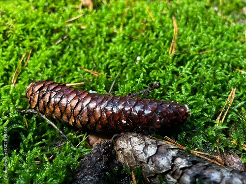 A detailed close-up of a long, dark brown spruce or pine cone resting horizontally on a vibrant carpet of bright green moss. The cone’s scales are glossy and wet, suggesting a damp forest floor.