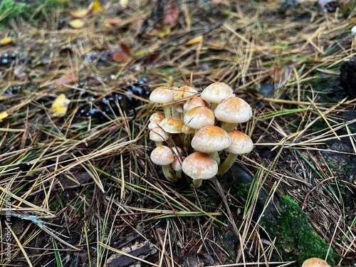 A close-up photograph of a tight cluster of small wild mushrooms with light brown caps, growing among scattered pine needles and forest debris. The background highlights the autumnal woodland floor.