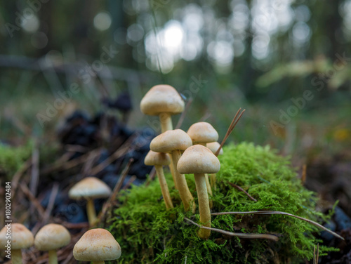 A low-angle macro shot of a tight cluster of small, pale brown mushrooms growing from a mound of vibrant green moss on the forest floor, with a bokeh-style blurred woodland background.