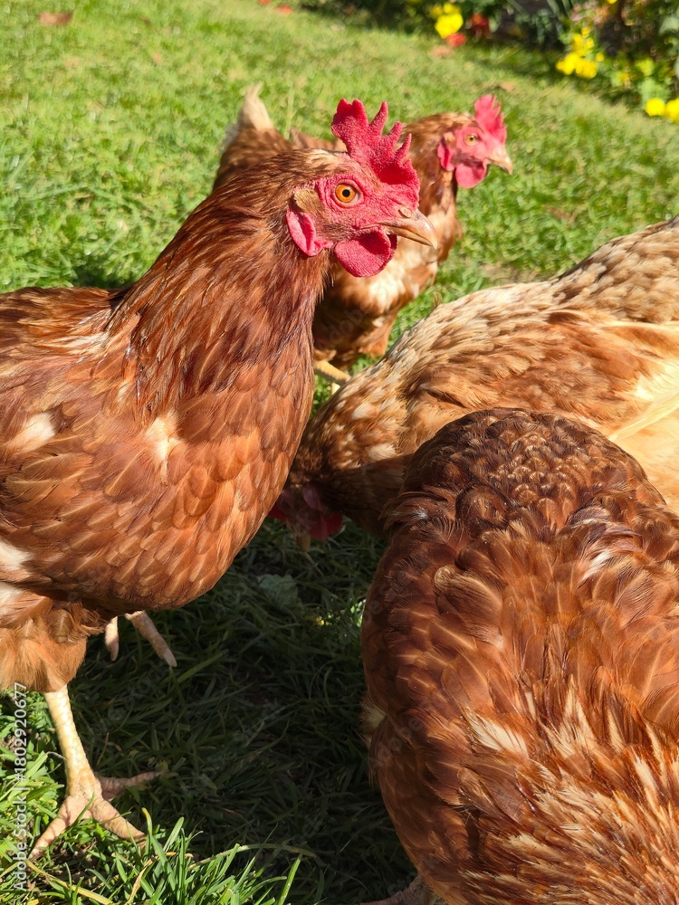 Fototapeta premium fClose-Up of Brown Free-Range Chickens Foraging: A Group of Happy Hens Pecking for Food on Lush Green Grass, Symbolizing Healthy Organic Farm Life, Sustainable Agriculture, and Natural Animal Welfare.