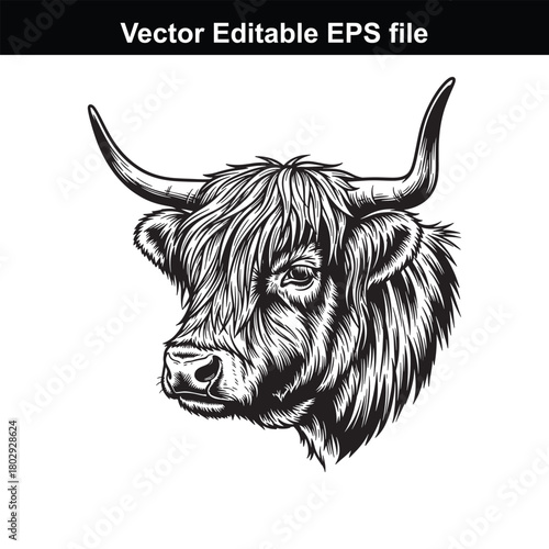 Highland cattle head illustration, black and white sketch style, isolated on