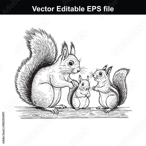 Three squirrels, a family, drawn in a vintage woodcut style, isolated on