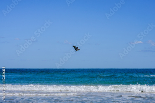 Wallpaper Mural Ave volando en la playa Torontodigital.ca