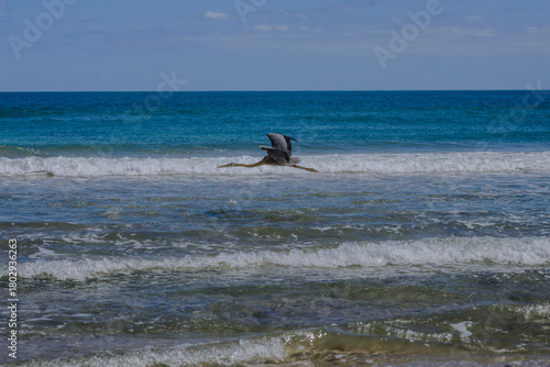 Wallpaper Mural Ave volando sobre el mar Torontodigital.ca