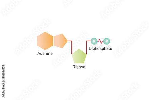 Adenosine Diphosphate Molecule Science Design. Vector Illustration.