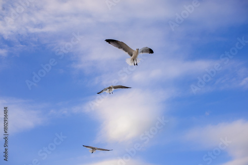 Wallpaper Mural Gaviotas volando Torontodigital.ca