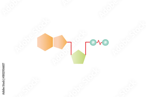 Adenosine Diphosphate Molecule Science Design. Vector Illustration.
