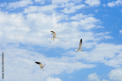 Wallpaper Mural Gaviotas en vuelo Torontodigital.ca