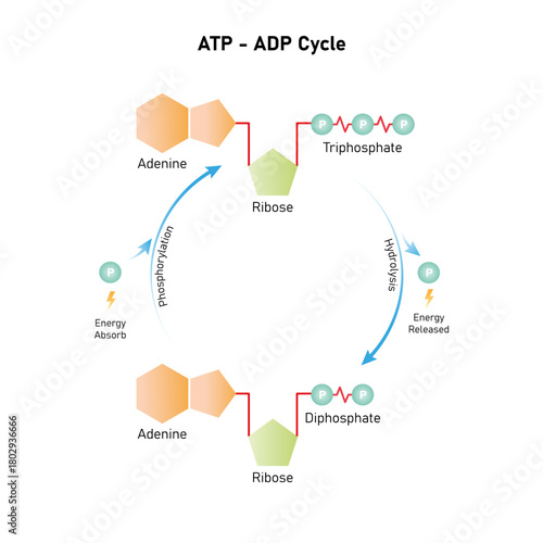 ATP - ADP Cycle (Phosphorylation and Hydrolysis) Science Design. Vector Illustration.