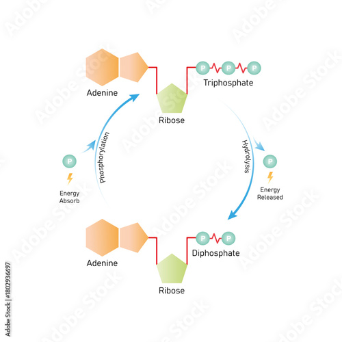 ATP - ADP Cycle (Phosphorylation and Hydrolysis) Science Design. Vector Illustration.