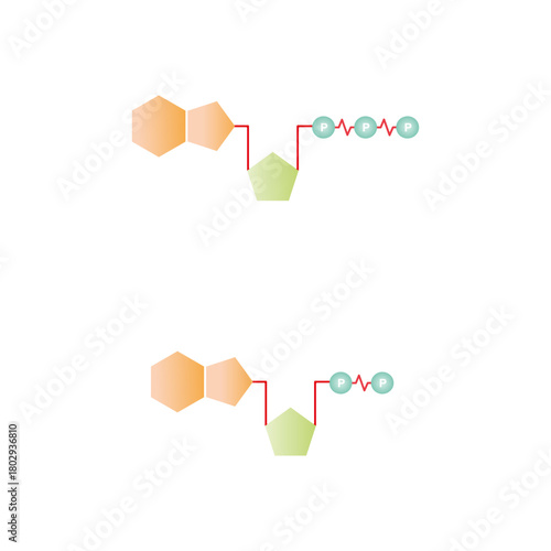ATP and ADP Molecules Science Design. Vector Illustration.
