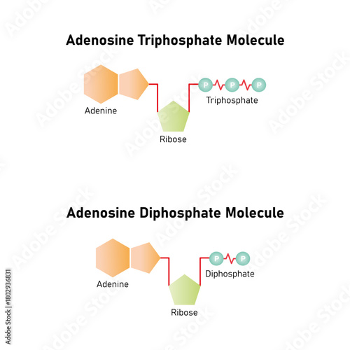 ATP and ADP Molecules Science Design. Vector Illustration.