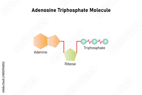Adenosine Triphosphate Molecule Science Design. Vector Illustration.