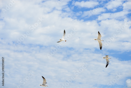 Wallpaper Mural Gaviotas en vuelo Torontodigital.ca