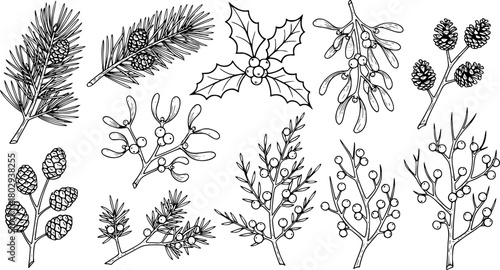 Hand drawn winter foliage collection with berries and pine
