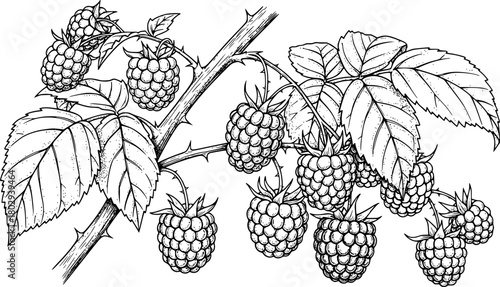 Detailed ink drawings of ripe raspberries on branches with leaves
