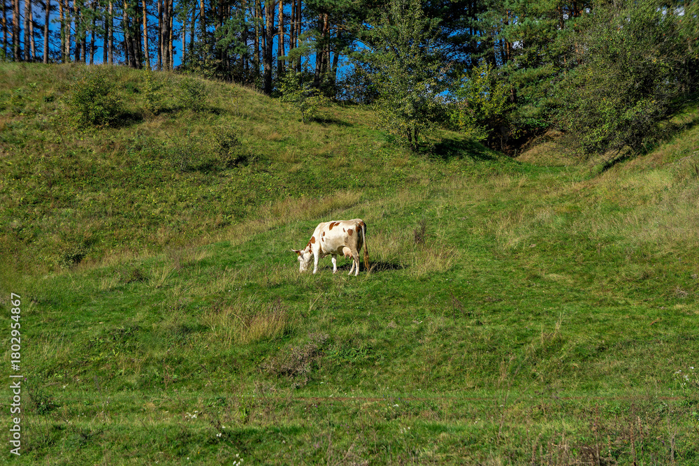 Fototapeta premium A couple of cows grazing on a lush green hillside