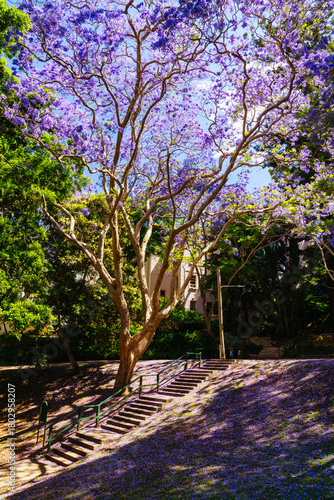 Jacaranda Trees in Sydney Australia