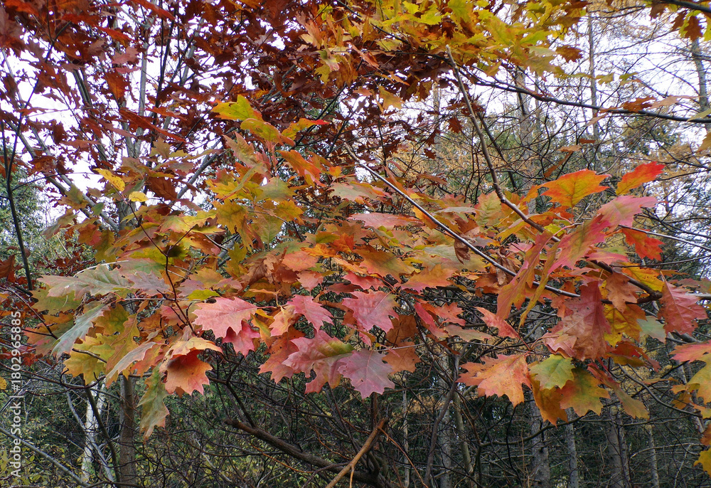 custom made wallpaper toronto digitalThe last oak, leaves of the year