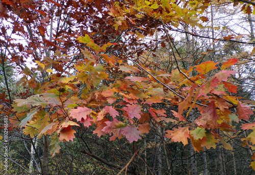 The last oak, leaves of the year