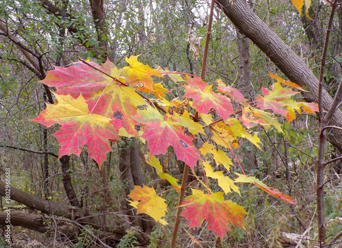 The last maple leaves of the year