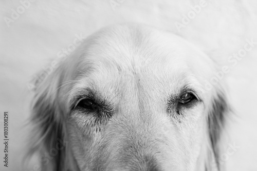 MIRADA GOLDEN RETRIVER