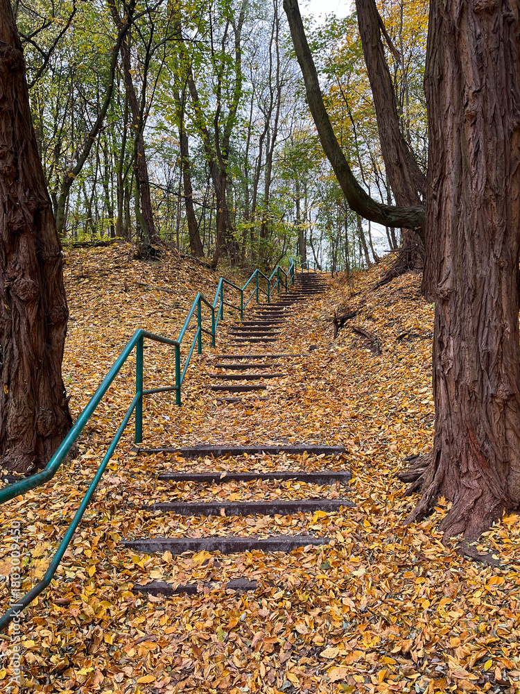 Obraz premium Staircase leading up into the forest covered with fallen leaves, late autumn.