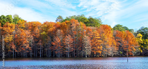 Schilderij op canvas Trees in Water, Mazarick Park, Fayetteville, NC, USA