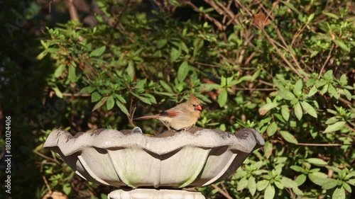Female northern cardinal bathing in bird bath. 