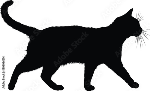 Silhouette of a black cat walking with its tail raised high