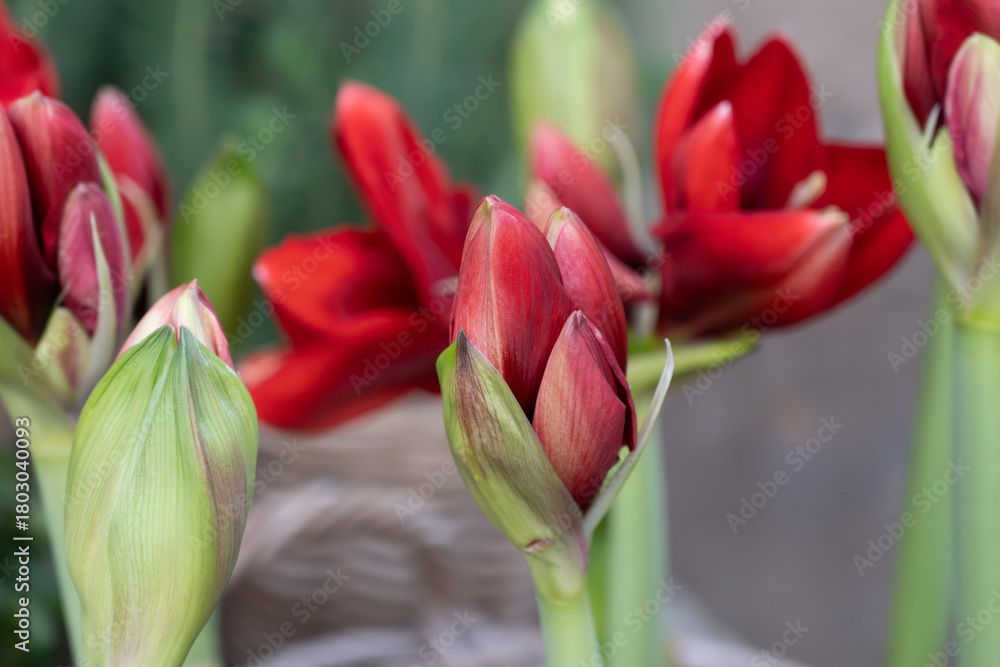 Fototapeta premium Blossom of winter flowers, christmas decoration flowers, red amaryllises, nature background