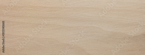 poplar wood texture (Liriodendron tulipifera), poplar wood grain. high resolution, light colored whitish colored poplar wood. 