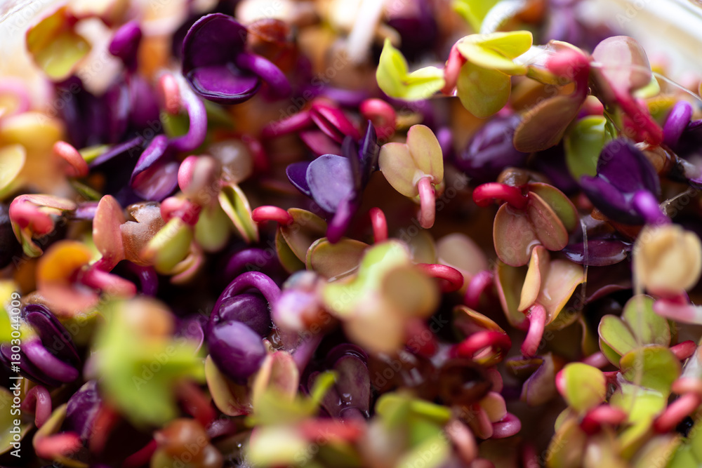 Obraz premium Close up of Colorful Radish Micro Greens Growing in Clear Glass Container
